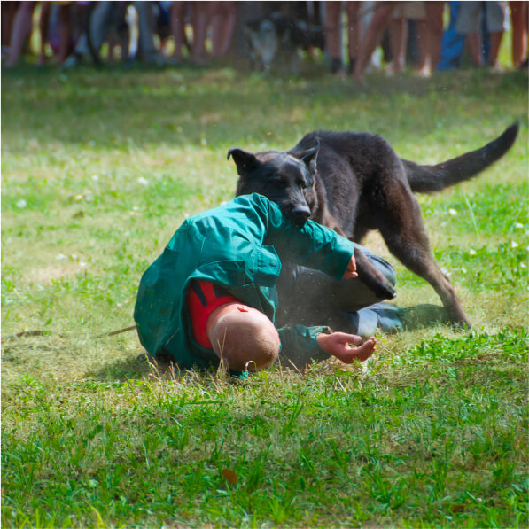 Best Dog Bite Injury Attorneys in Long Island, New York - RRSLaw