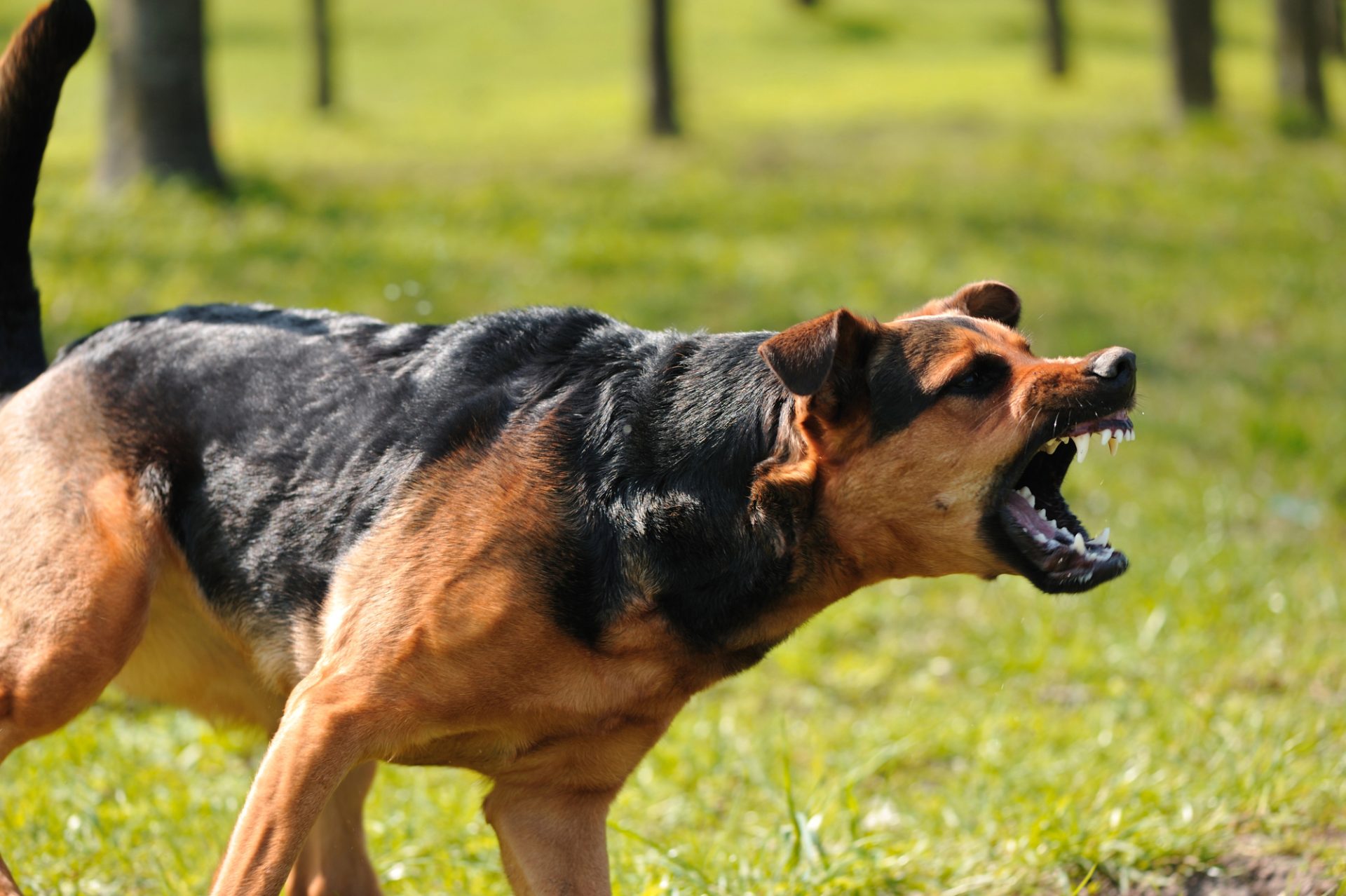 dog bite injury lawyer